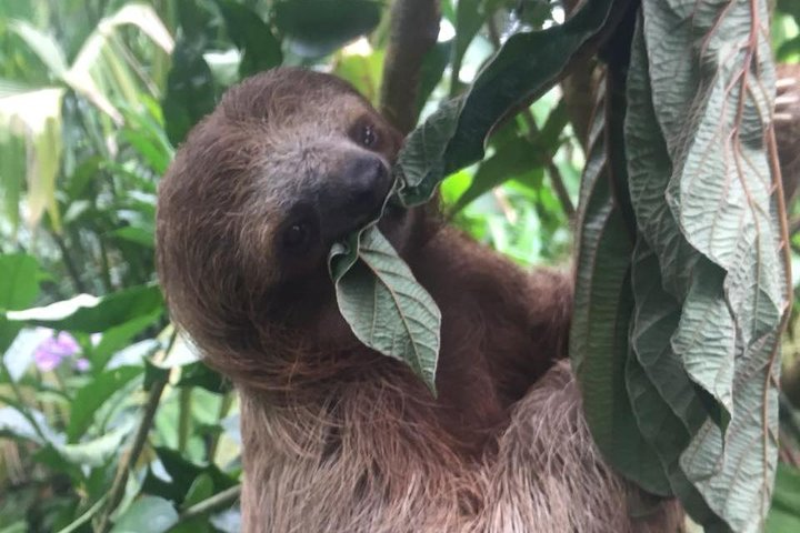 Cute Sloth Bill Beard Costa Rica